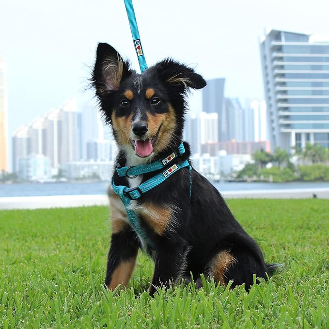Pawtitas 6 FT Recycled Dog Leash with Reflective Stitched Thread Stitched on Side| Small Reflective Dog Leash Made from Plastic Bottles Collected from Oceans – Teal 6 ft Dog Leash