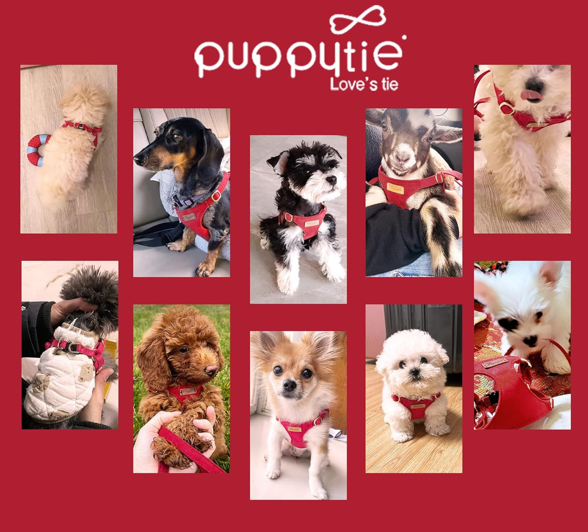 Puppytie No Pull Small Dog Harness with Multifunction Dog Leash,Lightweight Soft Adjustable No Choke Escape Proof Pet Harness Vest Pet Harness Vest,red-Camellia,S