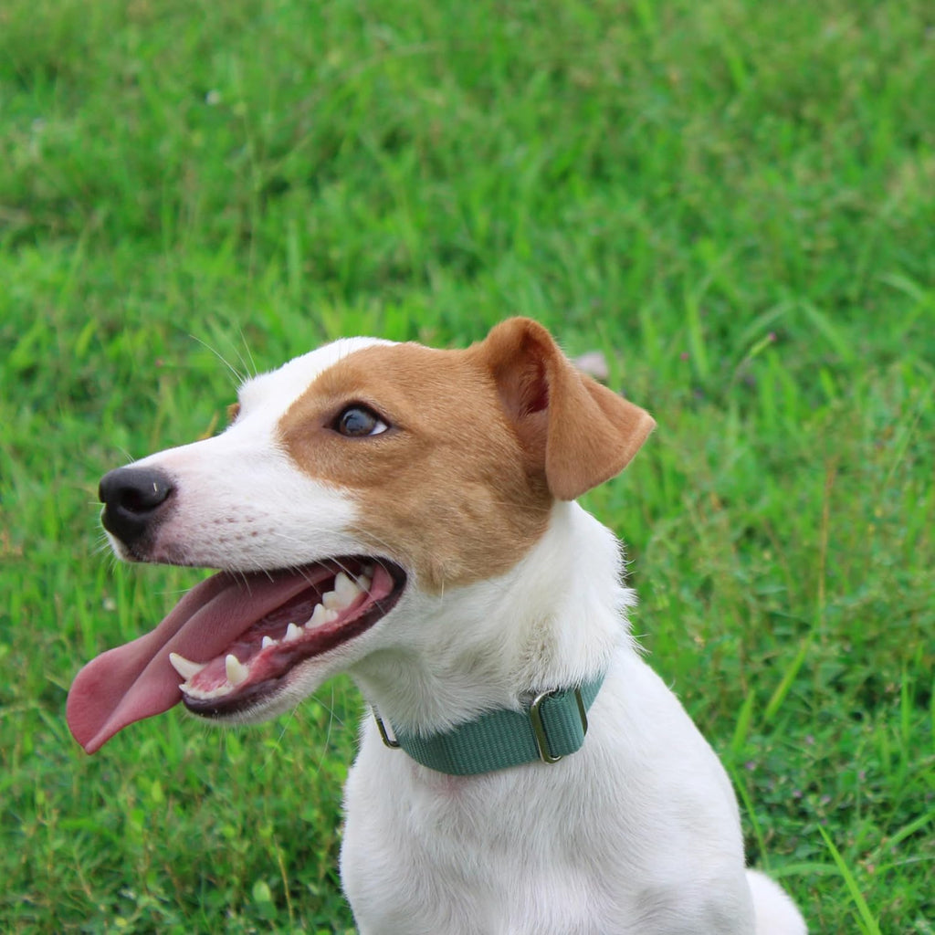 Mikivery Nylon Dog Collar with Quick Release Buckle Soft Adjustable Sturdy for Small Medium Large Dogs Emerald,L