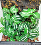 Reptile Plants for Terrarium Decor, Amphibian Habitat Decor, Snake Tank Accessories, Artificial Hanging Plants with Suction Cup-2 Packs (Zebrina Green)