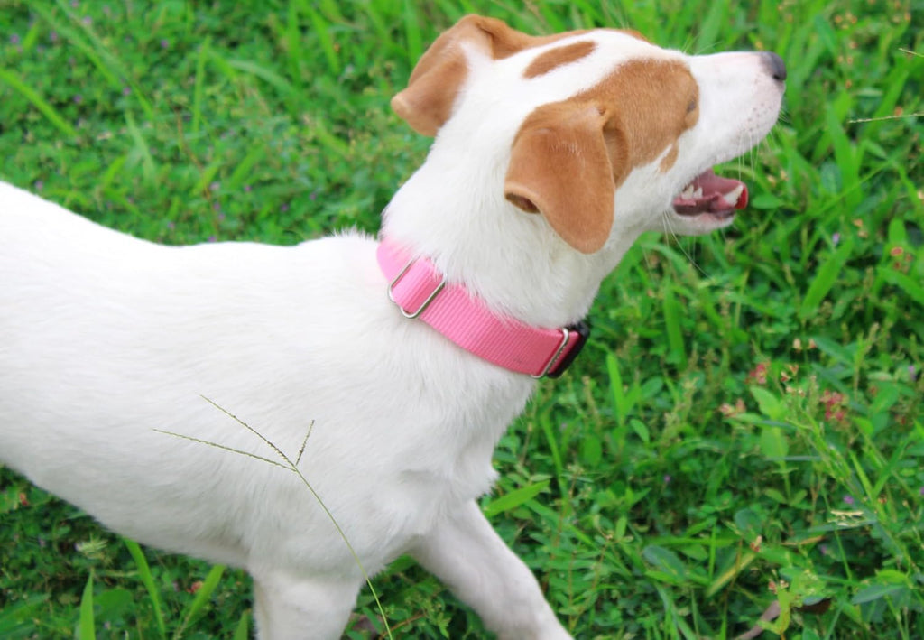 Mikivery Nylon Dog Collar with Quick Release Buckle Soft Adjustable Sturdy for Small Medium Large Dogs Pink,M