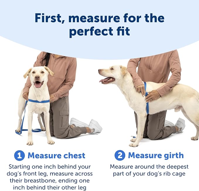 PetSafe Easy Walk Harness, No Pull Dog Harness, Medium, Raspberry | Patented Martingale Loop Gives Gradual Shoulder Pressure to Stop Pulling, Front-Chest Leash Clip Prevents Gagging
