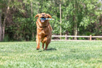 Chuckit! EcoFetch Fetch Stick Dog Toy, Pack of 1, for All Breed Sizes (EcoFetch Stick)