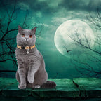 Weewooday 6 Pcs Halloween Cat Collar, Breakaway Cat Collars with Bell, Safety Buckle Soft Adjustable Halloween Pet Collar with Pumpkin Ghost Patterns for Kitten Kitty Pet Supplies Christmas Party