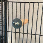 Polly's Pastels Nail Trimming & Beak Conditioning Safety Perch for Cockatiels, Cockatoos, Macaws, Parakeets, Budgies, Parrots and All Other Birds (Coral, Small-1" Dia. x 6" Long)