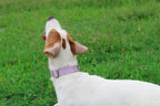 Mikivery Nylon Dog Collar with Quick Release Buckle Soft Adjustable Sturdy for Small Medium Large Dogs Violet,M
