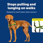 PetSafe Easy Walk Harness, No Pull Dog Harness, Apple Green, Medium | Patented Martingale Loop Gives Gradual Shoulder Pressure to Stop Pulling, Front-Chest Leash Clip Prevents Gagging