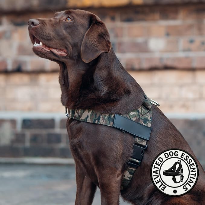 Dog Friendly Co. Dog Harness for Small Dogs (Green Camo, Extra Small) | One Click Buckle, Chafe Resistant Webbing, Adjustable Neck & Chest, and Heavy Duty D-Ring, Sturdy Comfortable and Easy to Use