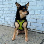 Voyager Step-in Pet Harness - All Weather Mesh, Adjustable Step in Harness for Cats and Dogs by Best Pet Supplies - Lime Green/Black Trim, L