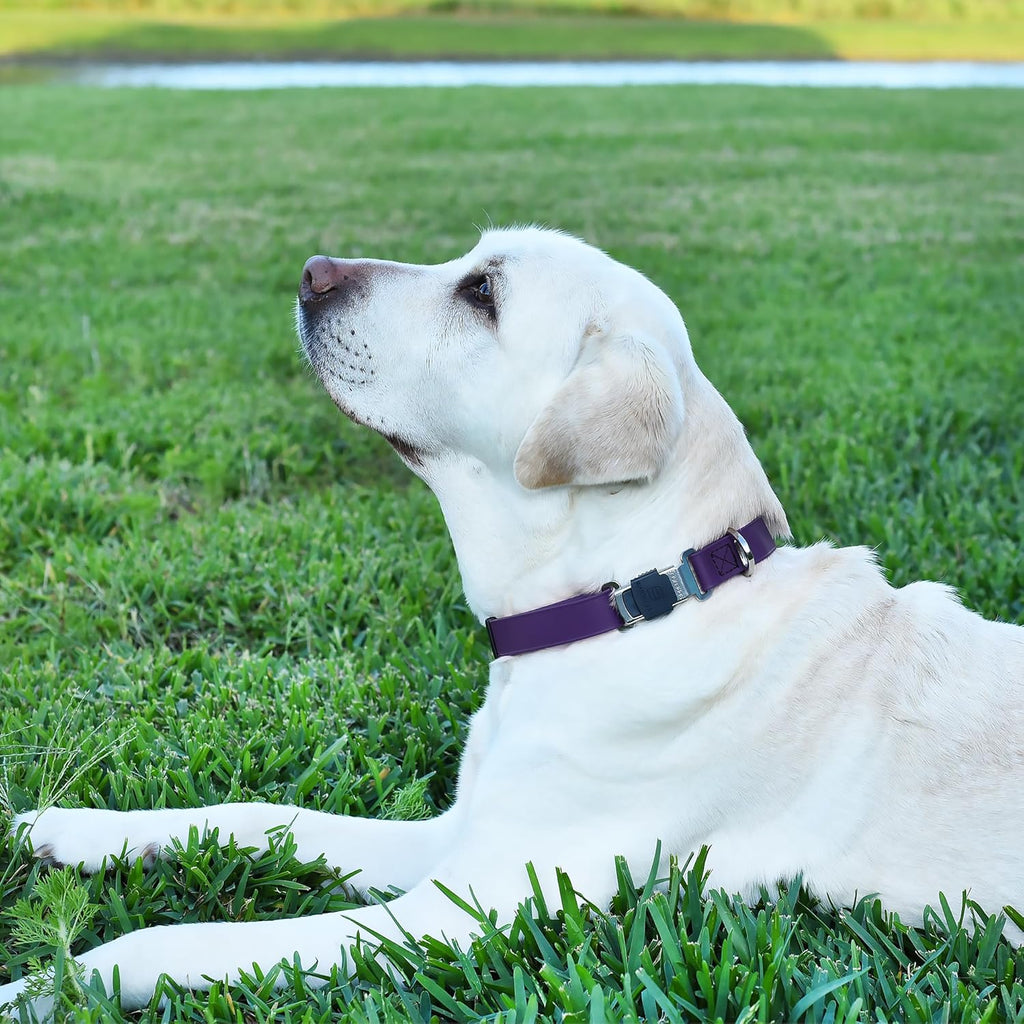 Dogline Biothane Waterproof Dog Collar with Herm Sprenger Stainless Steel Quick Release Buckle – Heavy Duty Tactical Durable Collar for Dogs – Comfortable and Safe Pet Collar, W 1" L 15-25", Purple