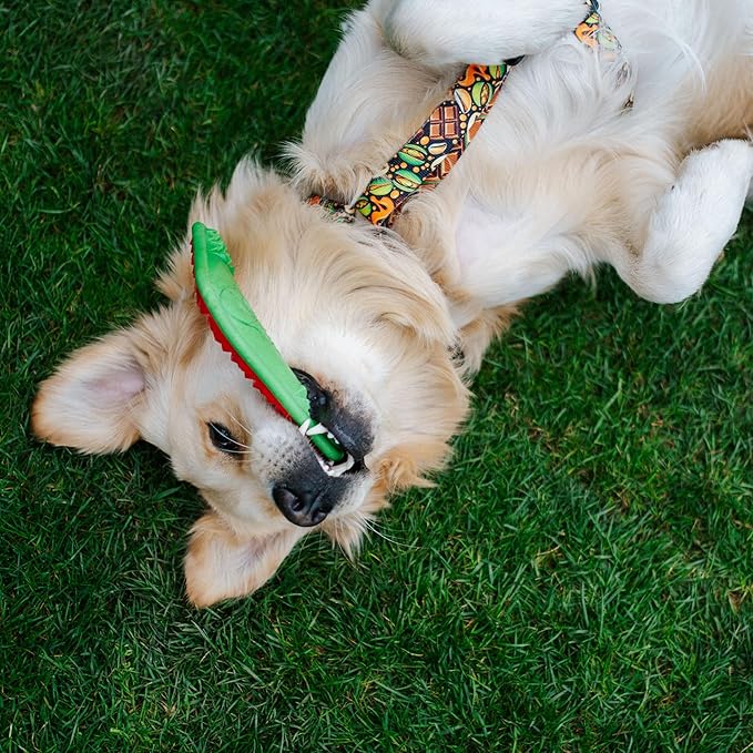 Dingo Toy for Dog, Durable TPR Rubber for chewers, Fetch Toy for Play, Boomerang 9.1", 17395 (Bommerang)
