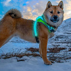 noxgear LightHound Light Up Reflective Dog Harness, Medium | 360° Light Up Reflective Dog Harness, 8 Colors & 6 Modes, USB Rechargeable, Adjustable, Rainproof, LED Fiber Optic