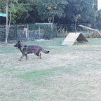 Dog/Puppy Obedience Recall Training Agility Lead - 15ft 20ft 30ft 40ft 50ft Training Leash - Great for Play, Camping, or Backyard - Blue 50ft (Blue, 50 Feet)