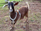 Asatre Adjustable Lined Hemp Goat Harness, Sheep, Livestock Halter, Durable Multi-Clasp Harness, Eco-Friendly Livestock Gear, Comfortable Farm Pet Accessory (Medium)