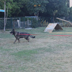 Dog/Puppy Obedience Recall Training Agility Lead - 15ft 20ft 30ft 40ft 50ft Training Leash - Great for Play, Camping, or Backyard - Pink 50ft (Pink, 50 Feet)