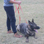 Dog/Puppy Obedience Recall Training Agility Lead - 15ft 20ft 30ft 40ft 50ft Training Leash - Great for Play, Camping, or Backyard - Blue 50ft (Blue, 50 Feet)