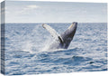 wall26 Canvas Print Wall Art Tropical Ocean Sea Water Horizon Blue Whale Nature Animals Photography Realism Rustic Scenic Landscape Wilderness Colorful for Living Room, Bedroom, Office - 16"x24"