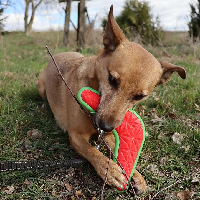 Dingo Toy for Dog, Durable TPR Rubber for chewers, Fetch Toy for Play, Boomerang 9.1", 17395 (Bommerang)