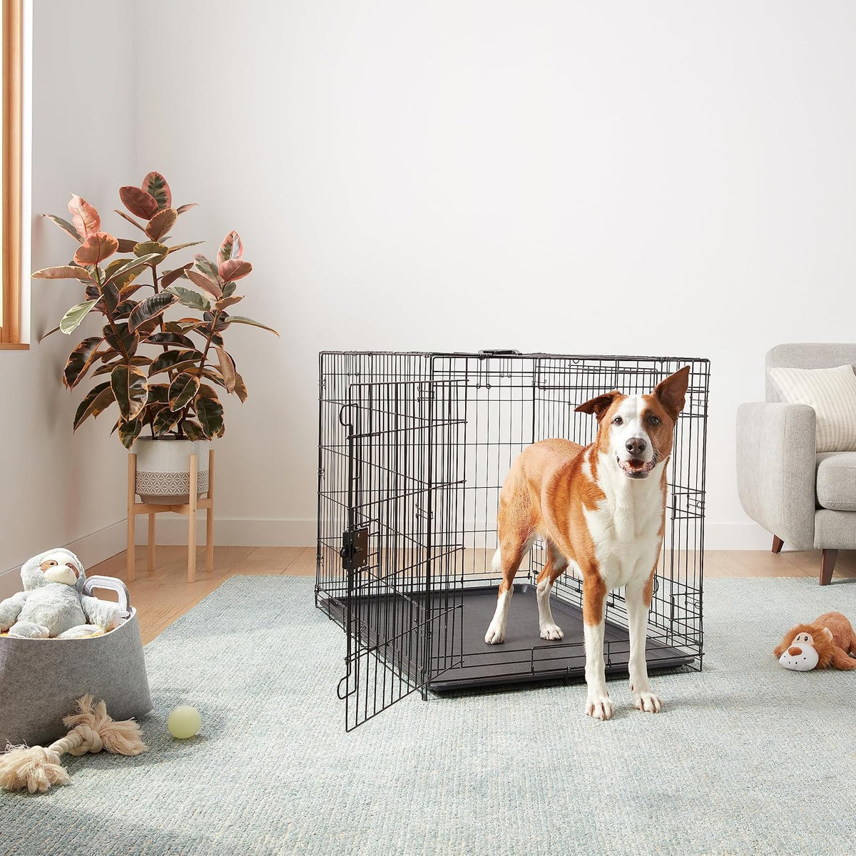 Amazon Basics Durable,Foldable Metal Wire Dog Crate with Tray, Double Door, 42 x 28 x 30 in, Black